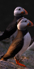 Puffins